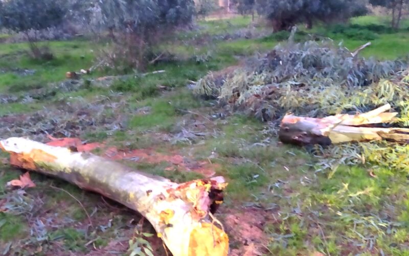 «Strage» di alberi nel bosco Mele. Il sindaco replica: taglio deciso  dall’Ispettorato per ragioni di sicurezza ambientale