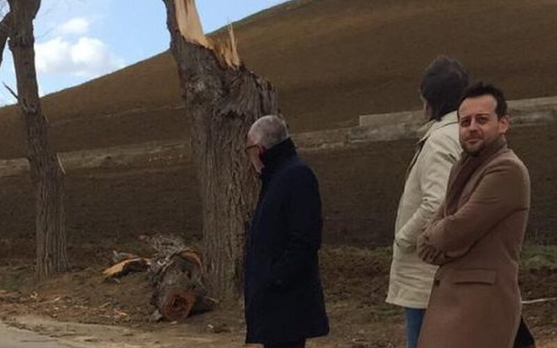 Albero si abbatte sulla Provinciale 1, paura per i passeggeri di un bus