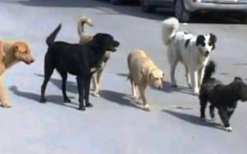 Riesi: cane morto per sospetto avvelenamento, trovati altri randagi senza vita e esche