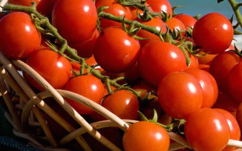 L’inverno in salita del pomodorino, ottima qualità ma il mercato stenta.