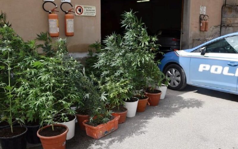 Niscemi: serra fatta in casa con 29 piante di marijuana, uomo di 36 anni agli arresti domiciliari. Il blitz in un garage