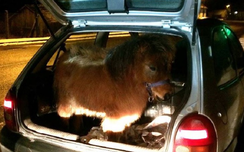 Un pony nel… vano bagagli, sanzionato il proprietario. Fermato a un posto di blocco