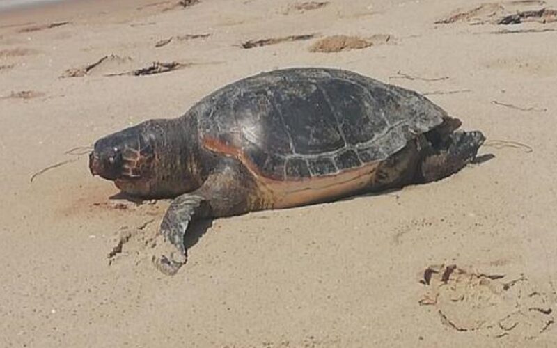 Gela: bellissimo esemplare di tartaruga marina si arena sulla spiaggetta di Montelungo. «Sembra morta»
