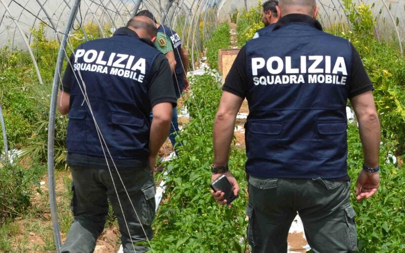 Niscemi: scoperte 381 piantine di marijuana tra gli alberi di albicocco. Forestale di 57 anni ai domiciliari