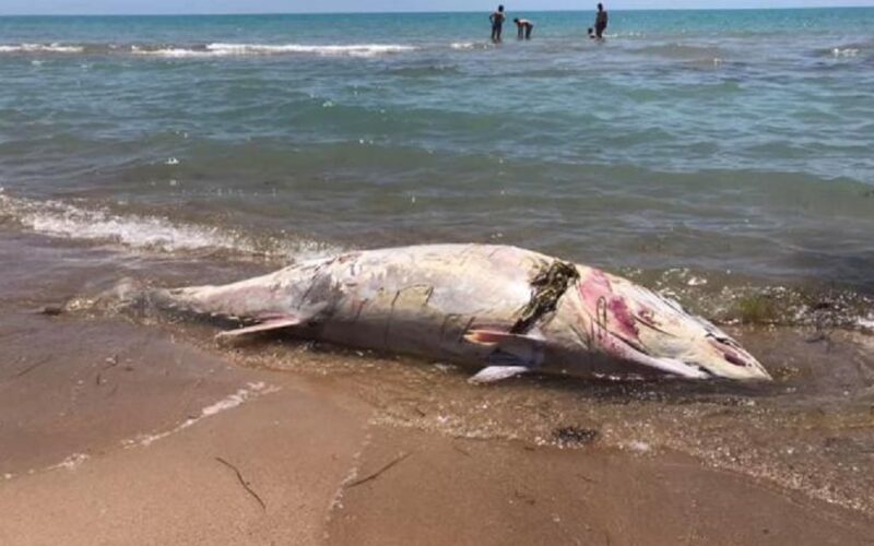 Gela: tonno morto si arena sulla battigia, i bagnanti danno l’allarme alla Capitaneria di Porto