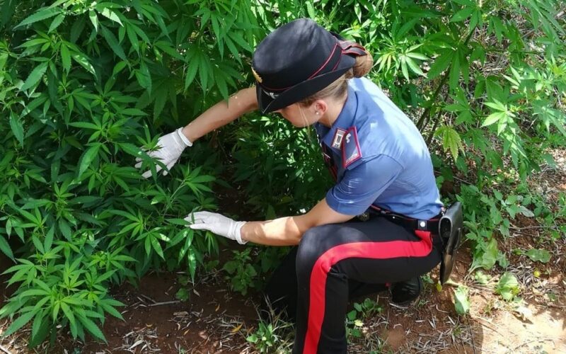 Riesi: piccola piantagione di marijuana sotto un costone roccioso. Arrivano i carabinieri, arrestato un giovane