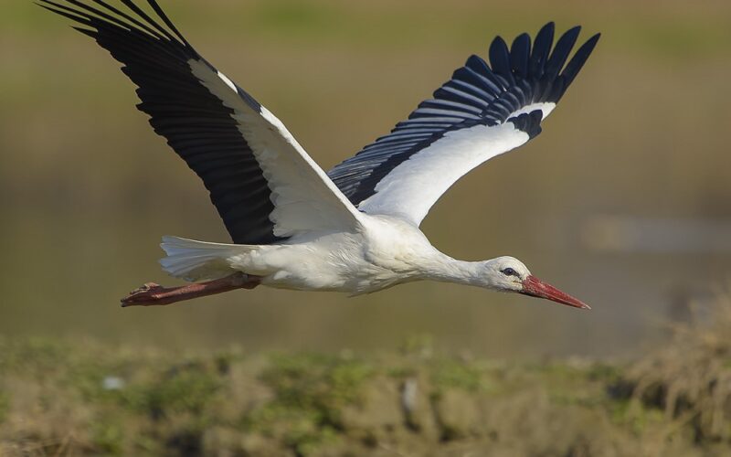 Gela: libera le ali e torna in volo la cicogna tratta in salvo dai volontari della Lipu. «Spettacolo della natura»