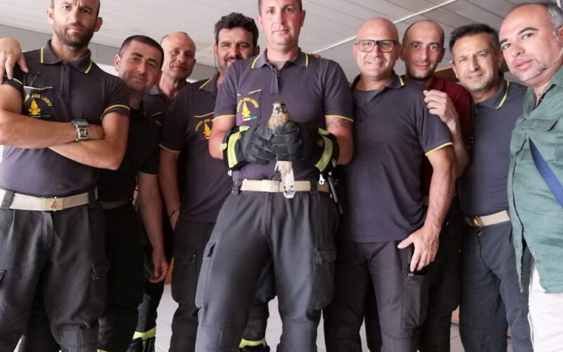 Gela: Vigili del fuoco salvano piccolo falco, era in difficoltà vicino ai binari. Dopo le cure è stato liberato in volo