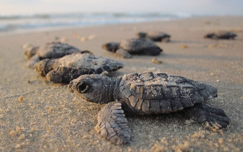 Gela: scoperto nido di tartarughe marine, la Guardia costiera protegge un piccolo tratto di spiaggia