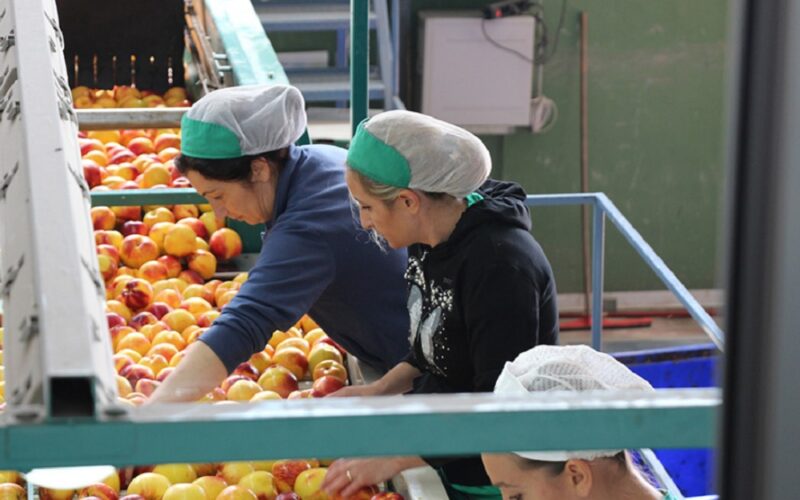 Riesi: lavoratori Eco Farm, sentenze favorevoli. Giudice del Lavoro riconosce status di bracciante agricolo