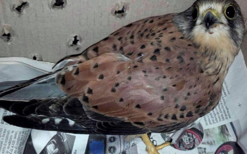 Niscemi: automobilisti gelesi salvano un falco ferito. Il volatile ora è nel centro faunistico di Cattolica Eraclea