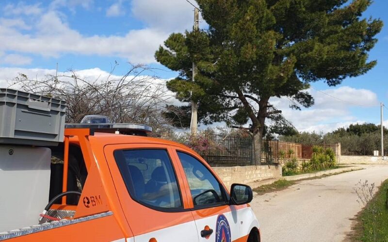 Niscemi: «Larve e bruchi infestano i nostri boschi», allarme dei Rangers. Lettera all’assessore dell’Agricoltura