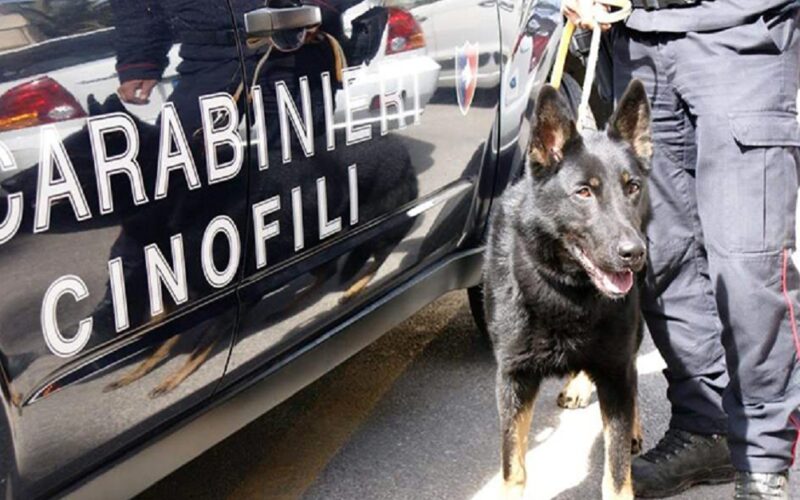 Riesi: spacciatore a 19 anni, scovato dai carabinieri con l’ausilio di un cane antidroga. Ora ha l’obbligo di firma