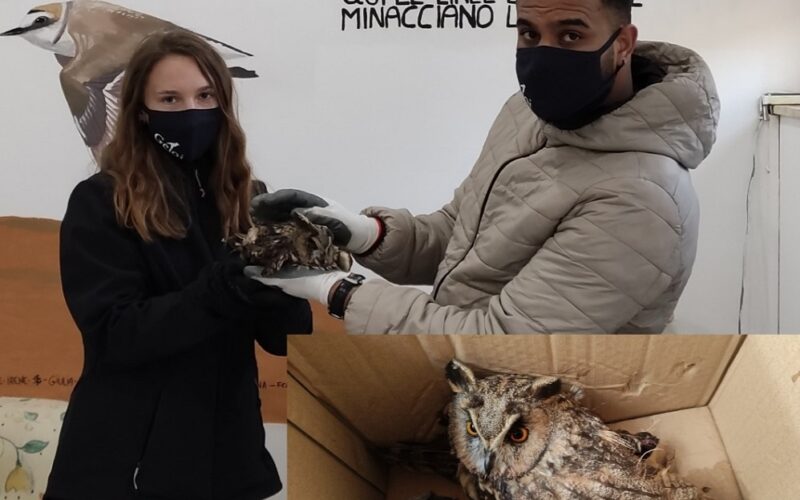 Niscemi: Giornata della terra, volontari della Lipu salvano un falco in difficoltà. Trasferito al centro faunistico «Ficuzza»