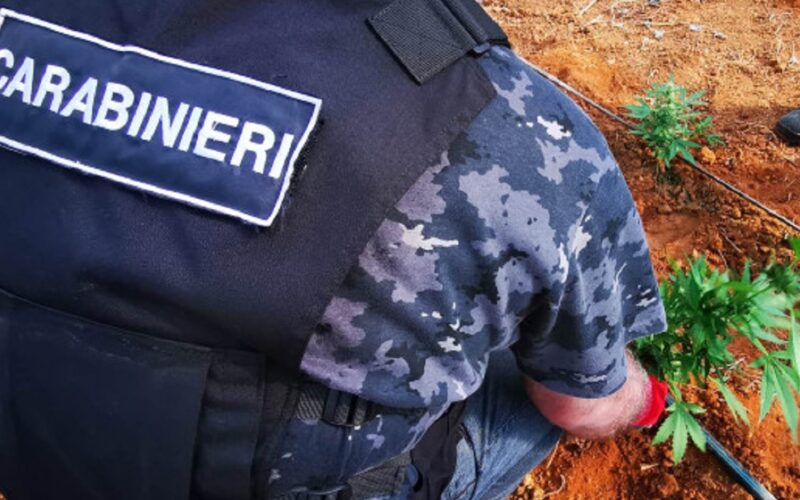 Riesi: cannabis coltivata nel casolare, arrestati due fratelli di Mazzarino. Sequestrate 44 piante di marijuana