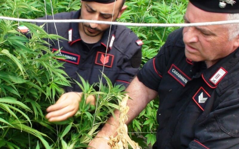 Le serre con la droga a due passi da Falconara, blitz all’alba con tre arresti. Sequestrate 1.500 piantine di cannabis