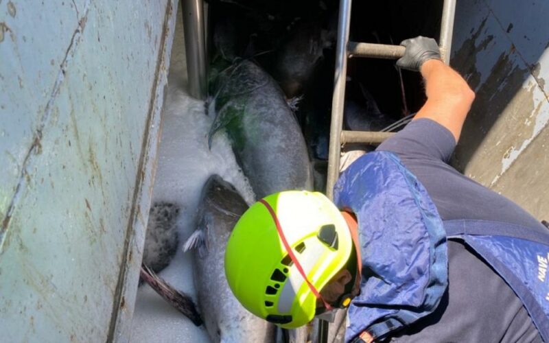 La Guardia Costiera sequestra 4 mila chilogrammi di pesce. Una denuncia e 24 sanzioni tra Gela, Cefalù e le isole
