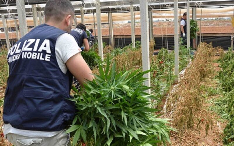 Maxi piantagione di cannabis scoperta dalla Polizia. Il responsabile aveva una pistola 7.65 nella cintura: arrestato