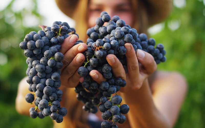 Parte la vendemmia 2021, da Butera a Vallelunga, da Riesi a Gela. Oggi il via nella tenuta dei Principi di Spadafora