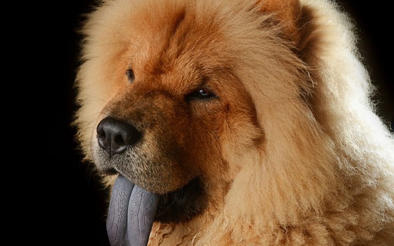 Cane «leone» azzanna padrona e le provoca gravi ferite. La donna ricoverata d’urgenza al Cannizzaro di Catania
