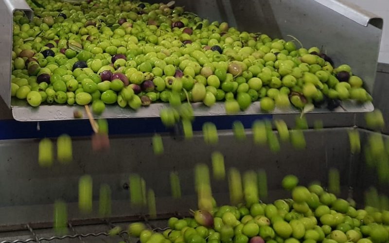 Gela, terra dell’olio d’oliva di qualità . Viaggio alla scoperta di un prodotto d’eccellenza. Il re delle nostre tavole