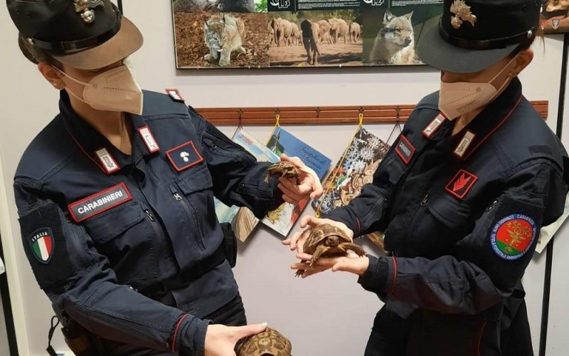Traffico di animali, 23 persone denunciate