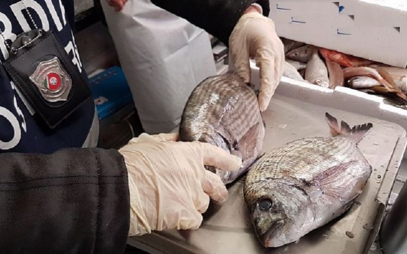 Sequestrati 700 chili di prodotti ittici