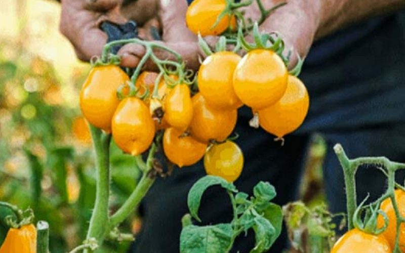 Coltivavano pomodori protetti da… copyright. Condannati due imprenditori