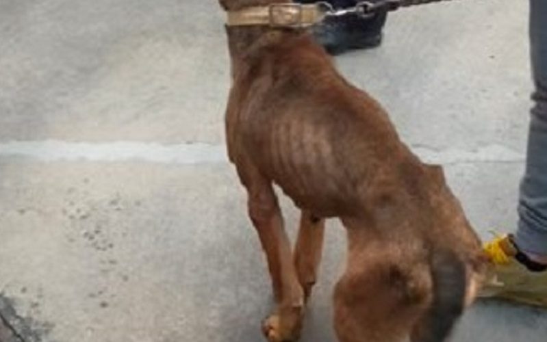 Cane malnutrito e tenuto in gabbia nel vano scala. Sequestrato dalla municipale