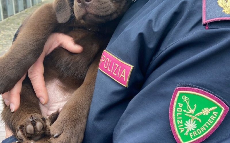 Gela, combattimenti illegali di cani. Dopo le denunce scatta anche il foglio di via