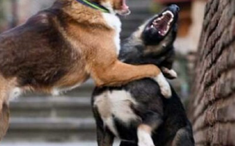 Gela, combattimenti illegali tra cani. Scatta il blitz della Polizia, 25 persone denunciate