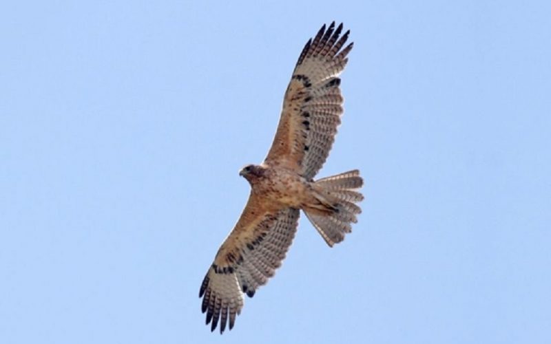 Gela, torna in volo la bellissima «Edna»
