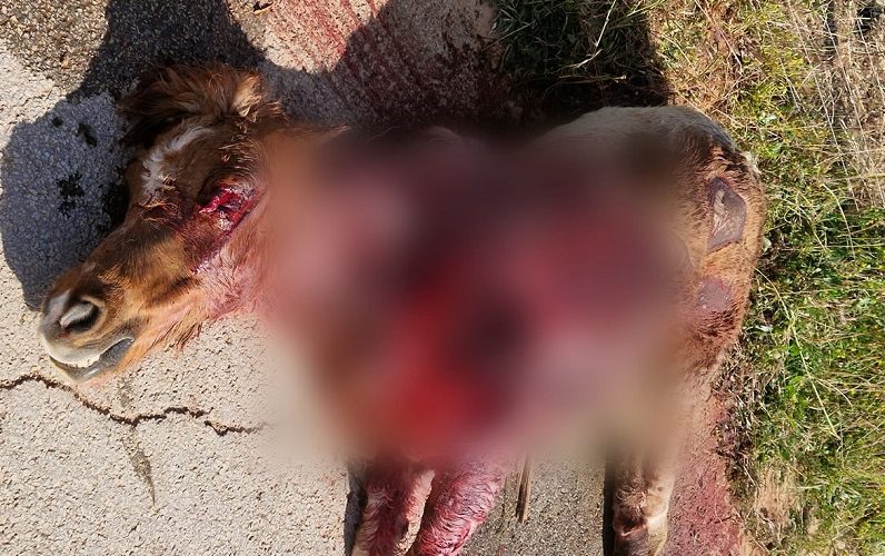 Orrore dell’uomo contro gli animali, pony trascinato per chilometri e poi lasciato morire
