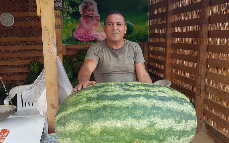 Gela: un’anguria da record, anche quest’anno. «Campionessa» da 101 chili