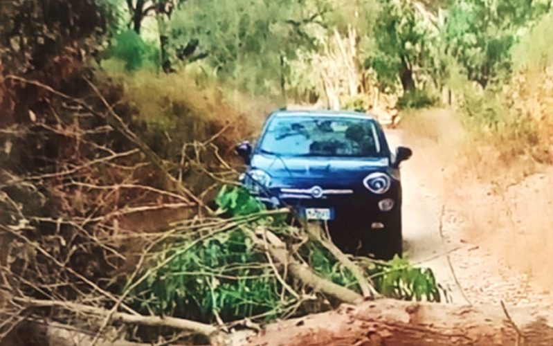 Niscemi, alberi giganteschi si spezzano all’improvviso. Strano fenomeno nel bosco di Ulmo