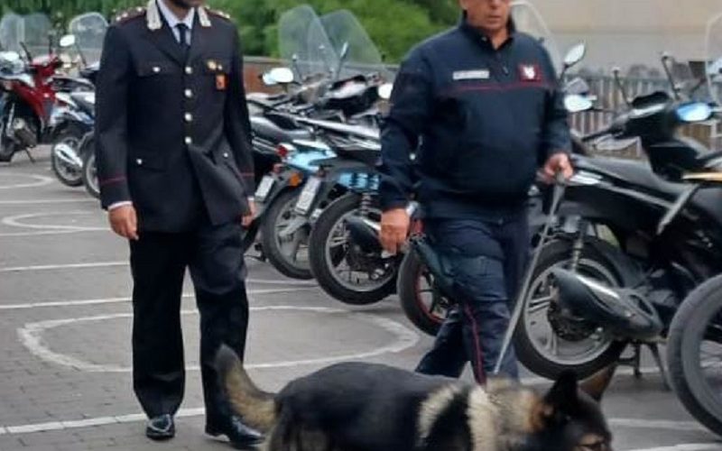 Gela, cani antidroga davanti alle scuole. Controlli e denunce dei Carabinieri