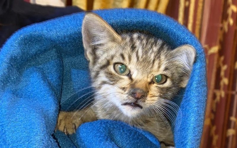 Gela, gattino soriano salvato dalla tempesta. Adesso cerca una mamma e un papà