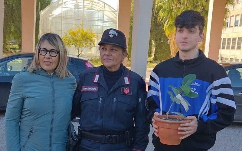 Gela, l’albero di Falcone prende vita nei giardini degli istituti «Morselli» e «Quasimodo»