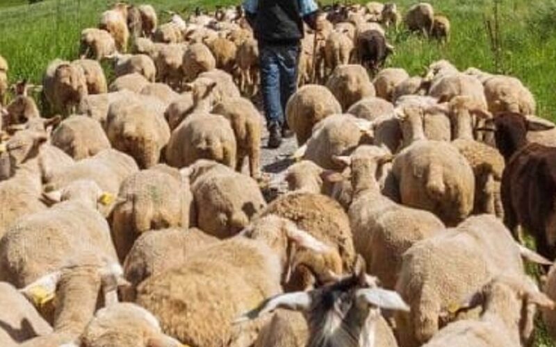 Gela, pastori e cani feroci spadroneggiano nelle campagne. Oggi incontro in questura