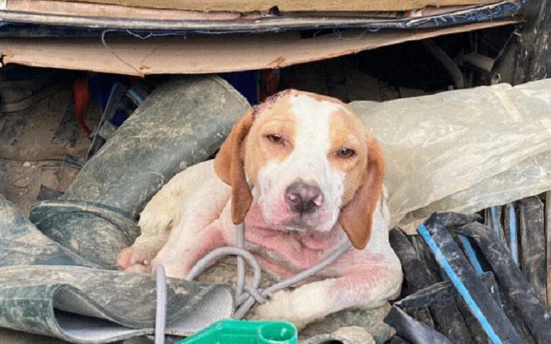 Gela, guerra ai furbetti del sacchettino. Controlli per contrastare l’abbandono dei cani