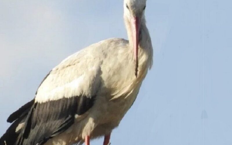 Gela: lo spettacolo della natura, tra cicogne, musica, trekking e paesaggi che tolgono il fiato