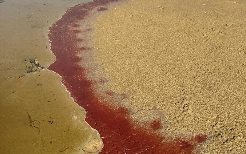Gela: il fiume sta morendo soffocato da inquinanti e rifiuti. Siccità , pesci morti e abbandono