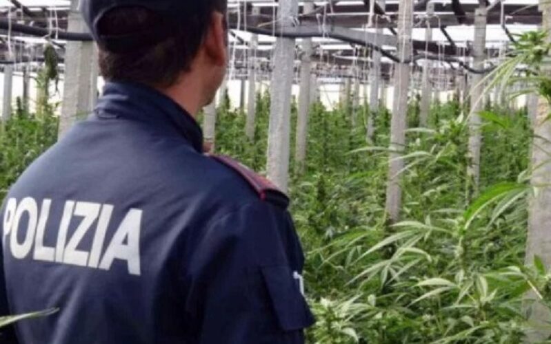 La cannabis legale prodotta sfruttando lavoratori immigrati. Imprenditore denunciato