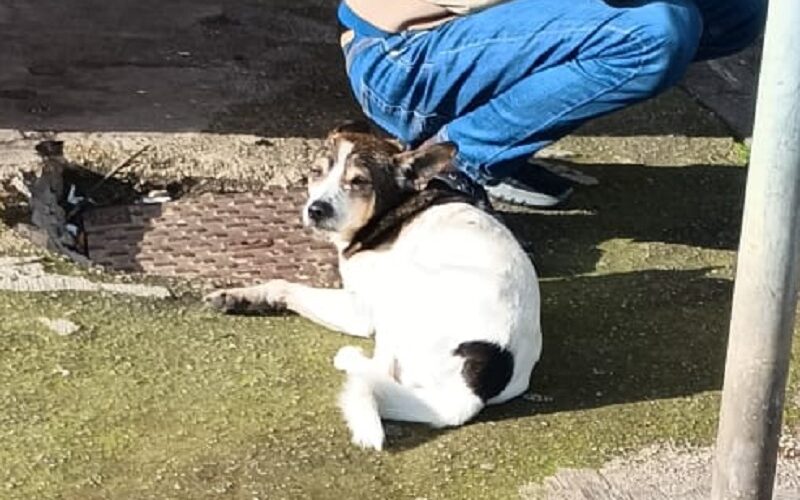 Gela, investe cagnolino e scappa, astanti soccorrono l’animale. «Servono controlli e sensibilità »