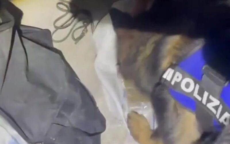 Hashish e marijuana in un box auto. Blitz con i cani antidroga, un arresto