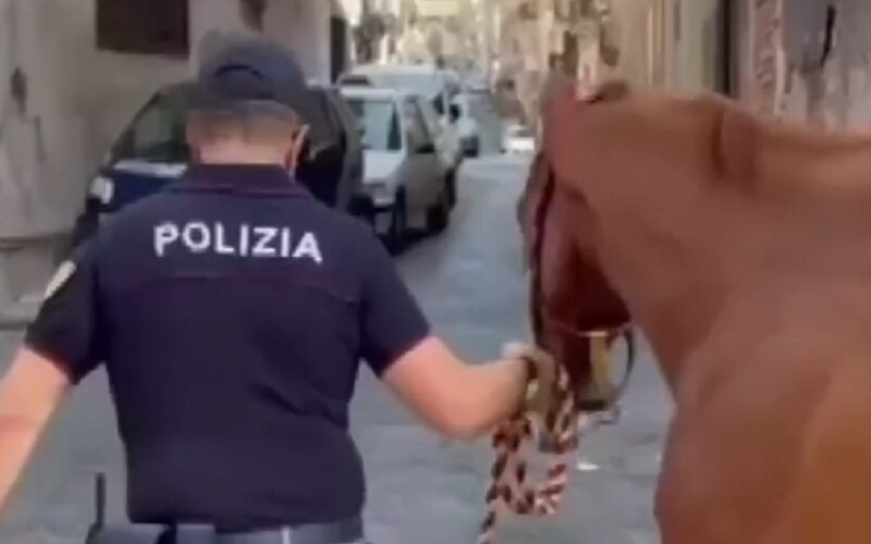 Cavallo da corsa tenuto in una stalla lager. Blitz della Polizia, denunciato un uomo di 49 anni