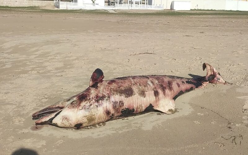 Gela: l’ultimo approdo del solitario, carcassa di delfino sulla spiaggia del lungomare