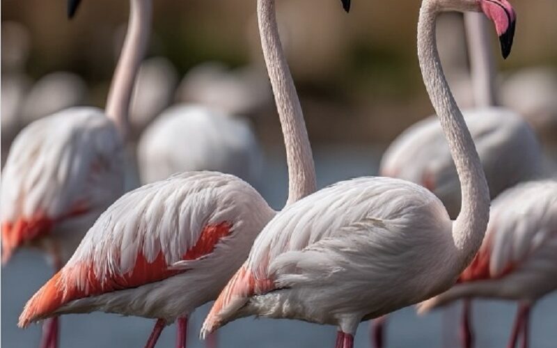L’Eurobirdwatch si conferma un successo, avvistati fenicotteri rosa e rare specie di airone